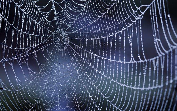 nature, Dew, Water Drops, Spiderwebs HD Wallpaper Desktop Background