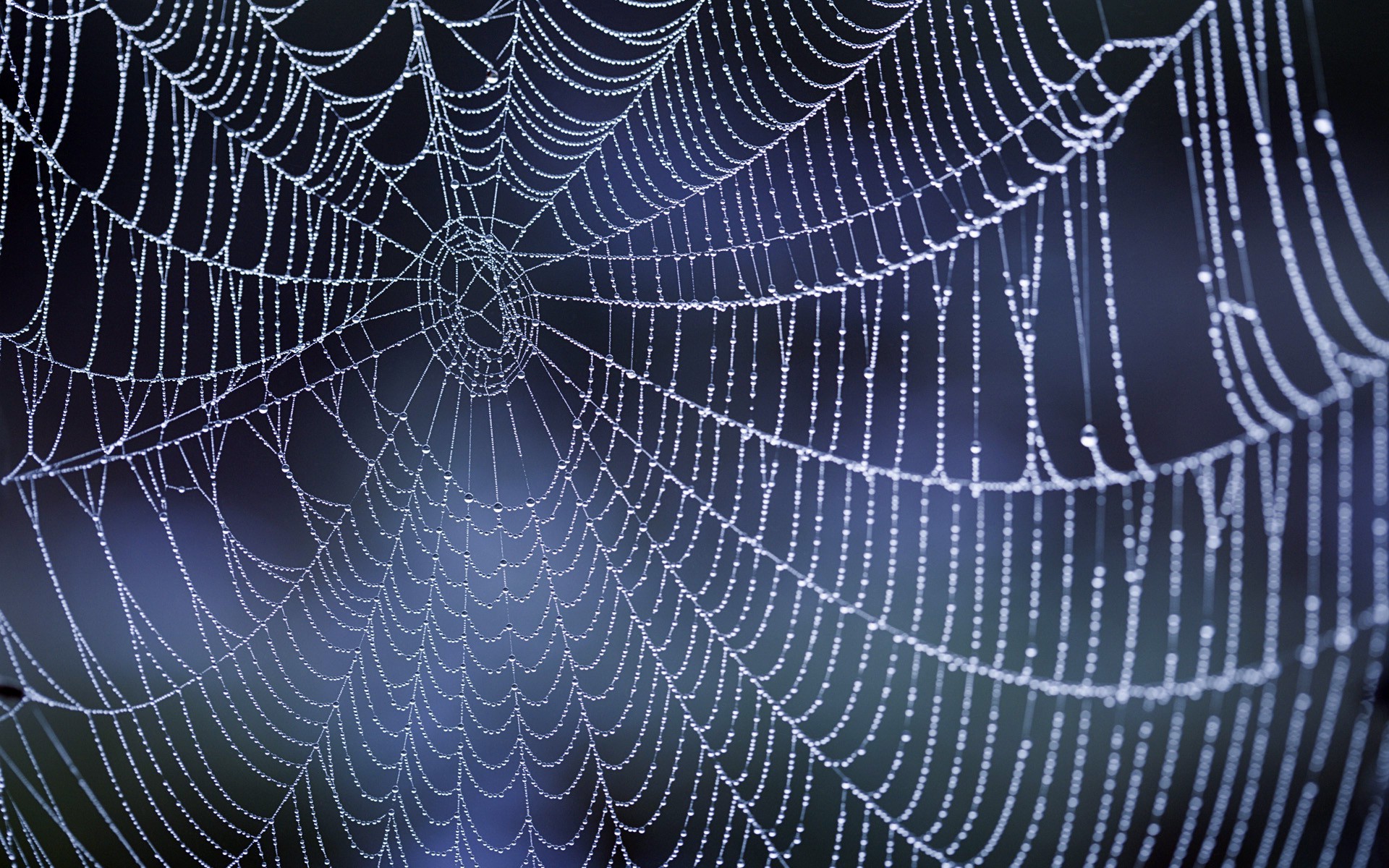 nature, Dew, Water Drops, Spiderwebs Wallpaper