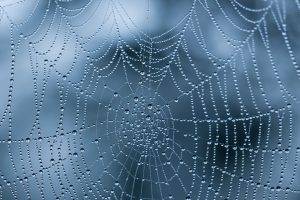 nature, Spiderwebs, Dew, Water Drops