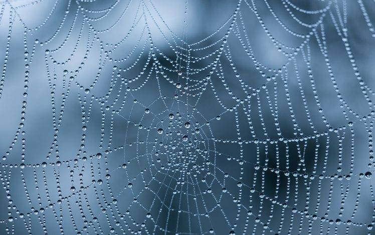 nature, Spiderwebs, Dew, Water Drops HD Wallpaper Desktop Background