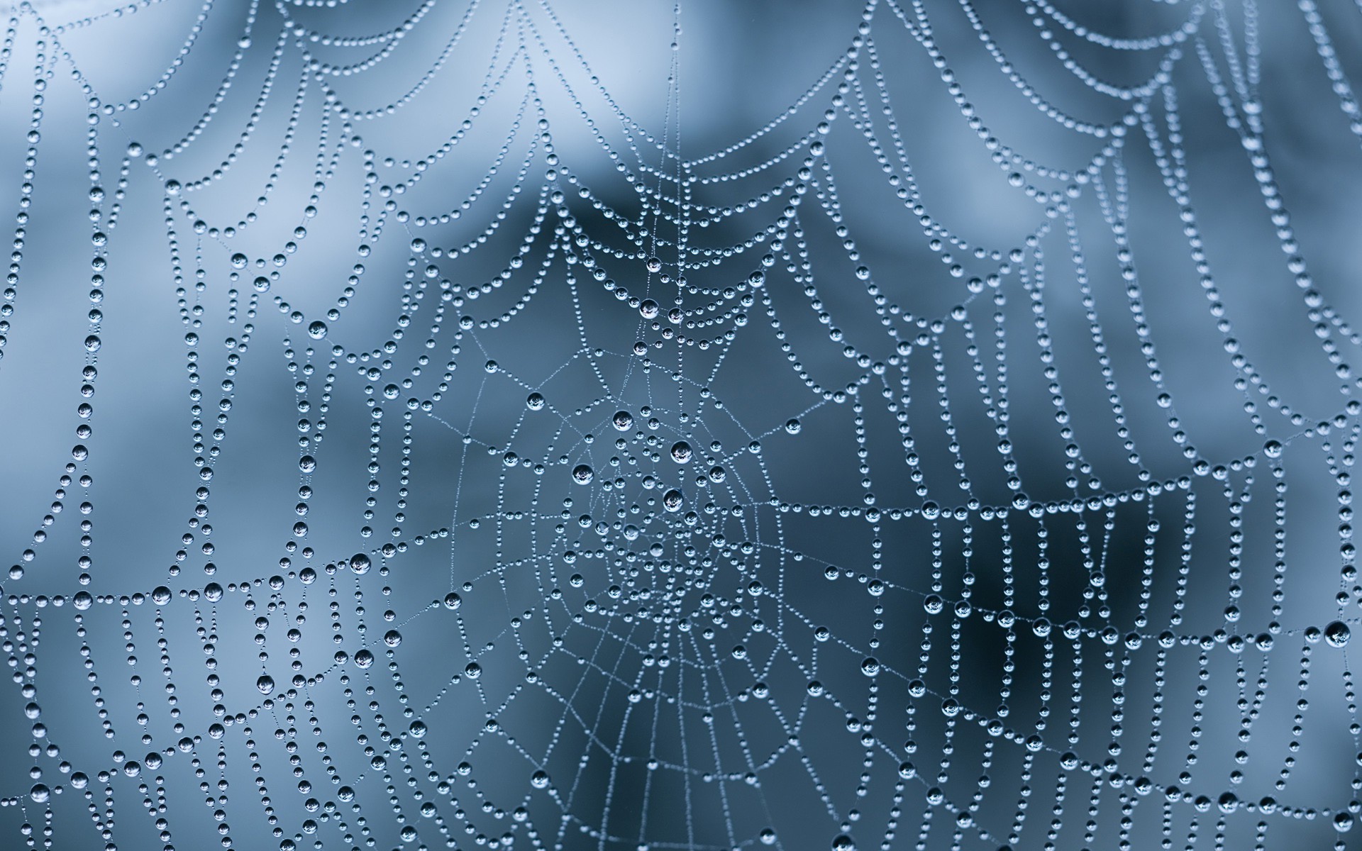 nature, Spiderwebs, Dew, Water Drops Wallpaper