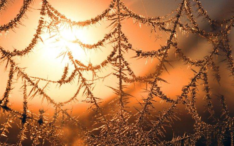 nature, Spiderwebs, Sunlight HD Wallpaper Desktop Background