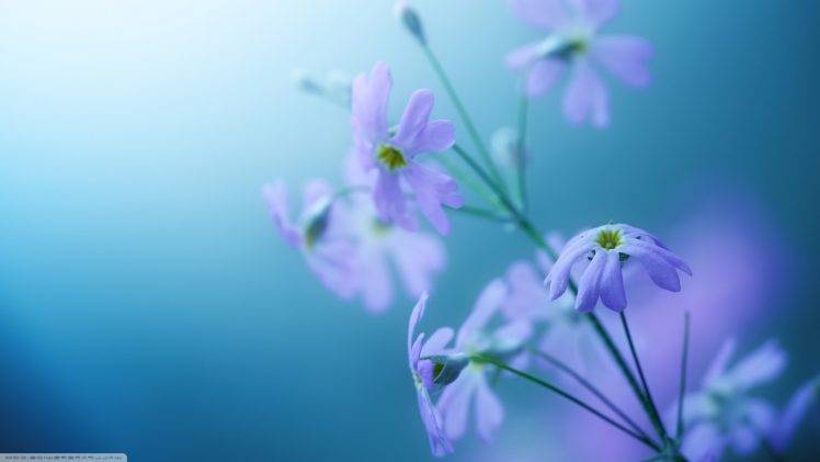 nature, Flowers HD Wallpaper Desktop Background