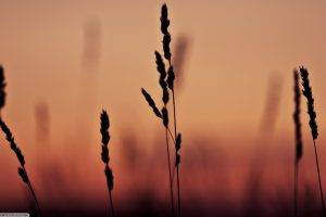 nature, Spikelets, Silhouette