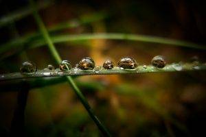 nature, Water Drops, Macro, Grass, Vignette