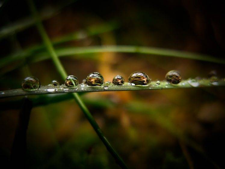 nature, Water Drops, Macro, Grass, Vignette HD Wallpaper Desktop Background