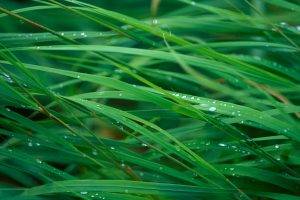 nature, Grass, Dew
