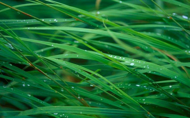 nature, Grass, Dew HD Wallpaper Desktop Background