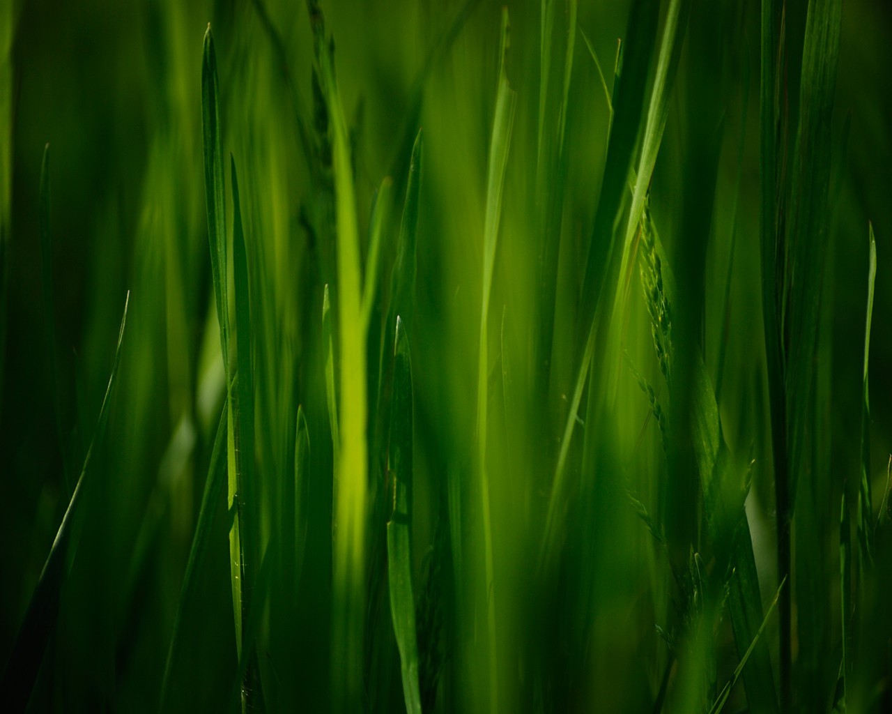 nature Wallpaper