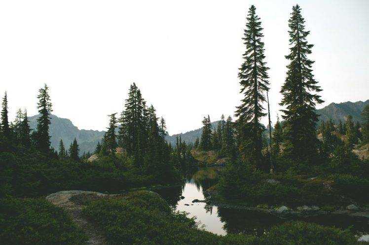 forest Clearing, River, Summer HD Wallpaper Desktop Background