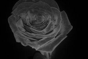 monochrome, Rose, Nature, Filter