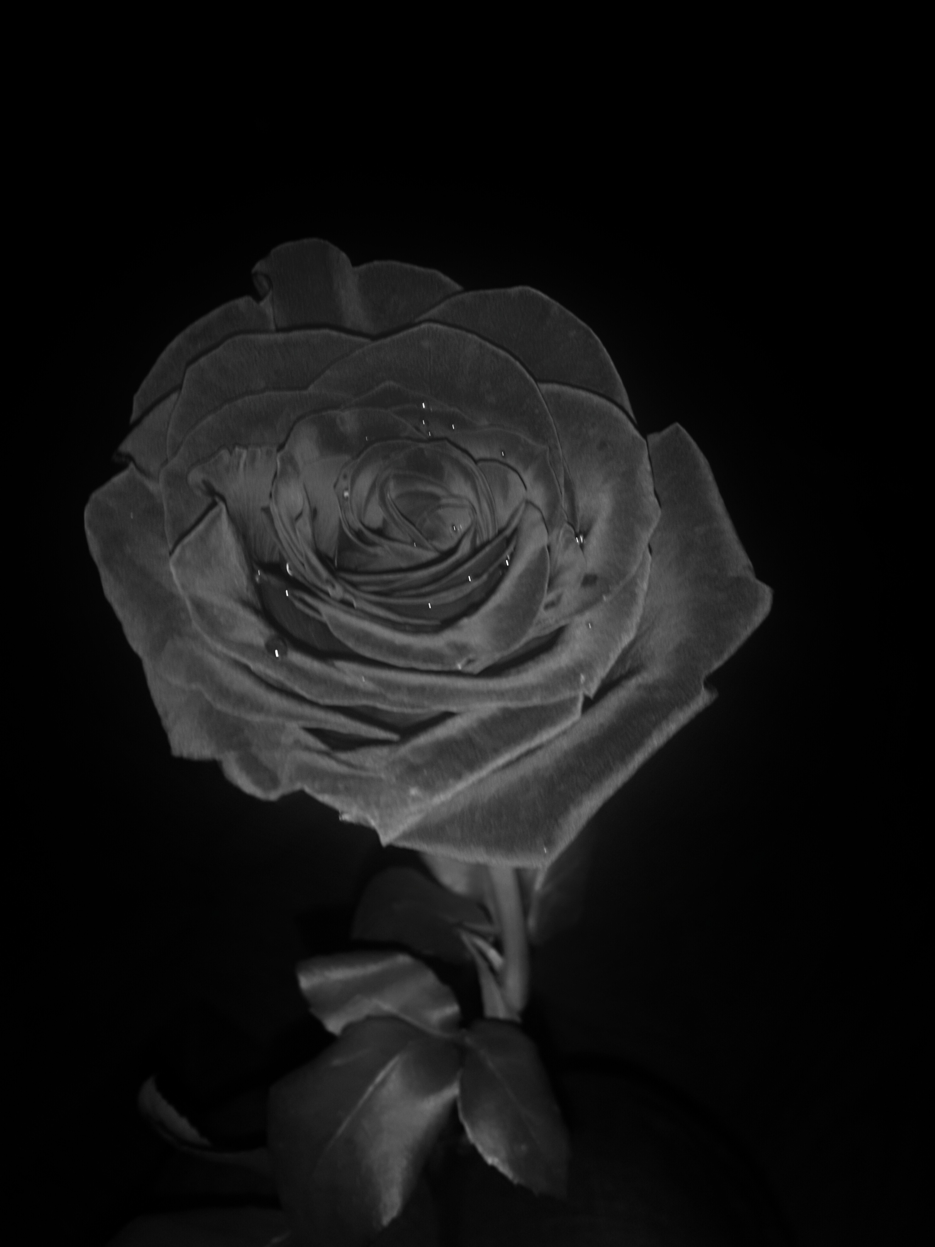 monochrome, Rose, Nature, Filter Wallpaper