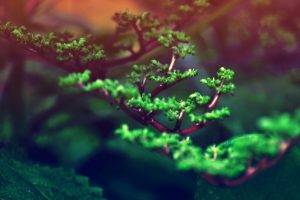 blurred, Bonsai, Plants, Nature, Green