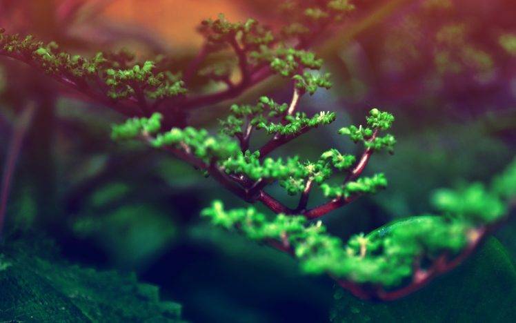 blurred, Bonsai, Plants, Nature, Green HD Wallpaper Desktop Background