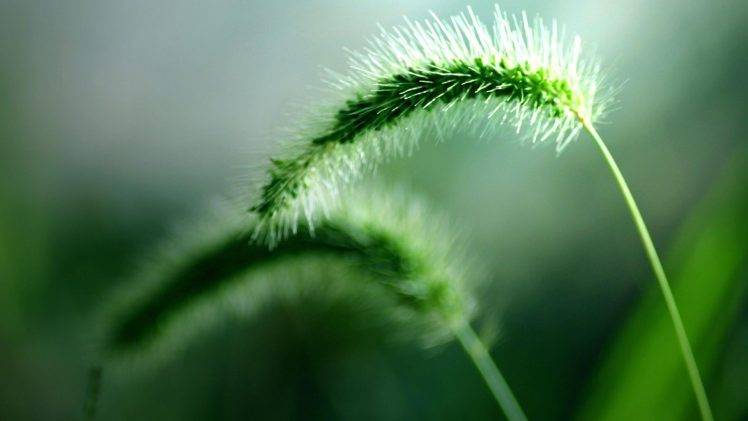 fresh, Nature, Green, Plants, Macro, Spikelets Wallpapers HD / Desktop and  Mobile Backgrounds