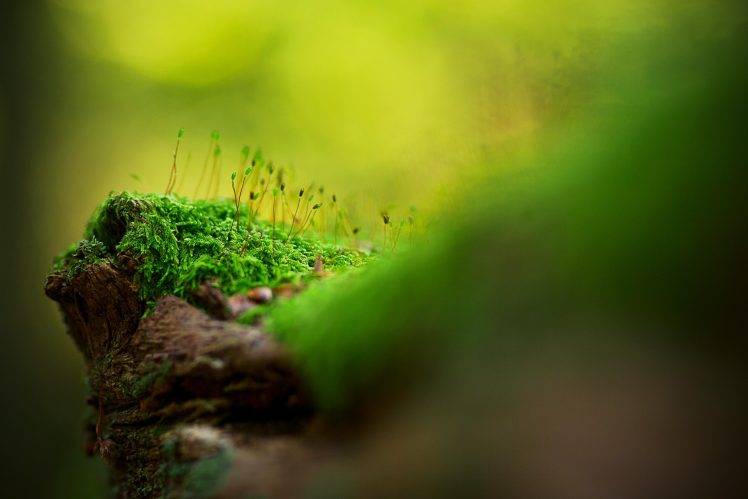 green, Flowers, Sunlight, Nature, Depth Of Field HD Wallpaper Desktop Background