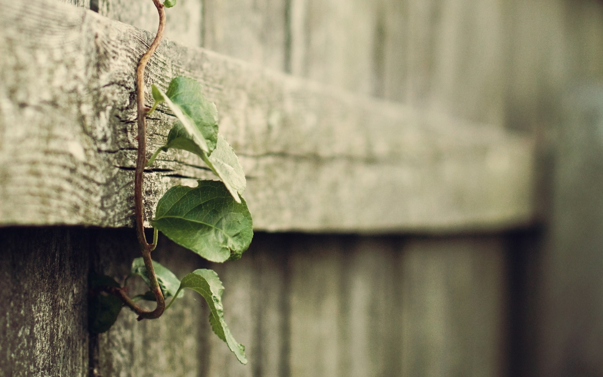 nature, Wood, Simple Background, Plants, Blurred Wallpapers HD