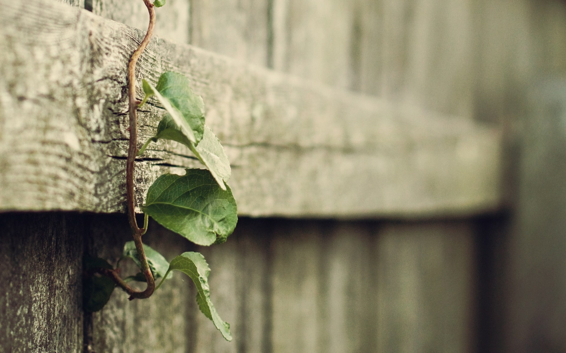 nature, Wood, Simple Background, Plants, Blurred Wallpaper