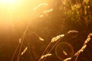 wheat, Sunlight, Blurred, Nature, Lens Flare