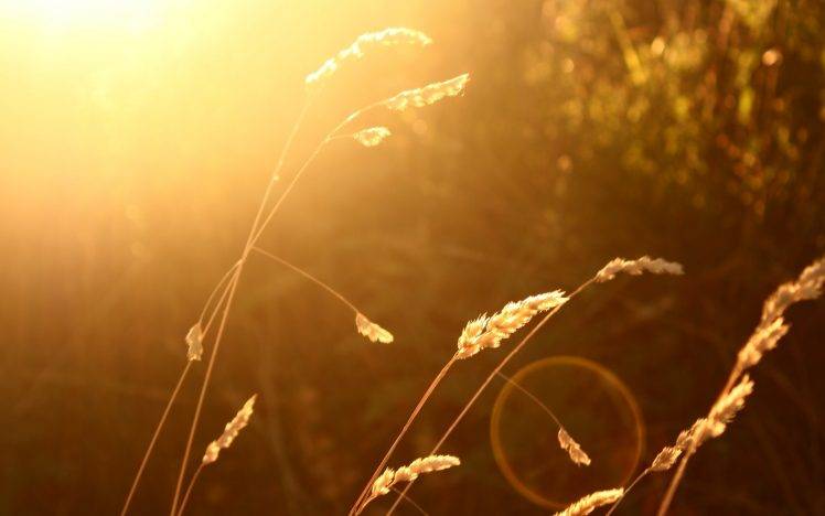 wheat, Sunlight, Blurred, Nature, Lens Flare HD Wallpaper Desktop Background