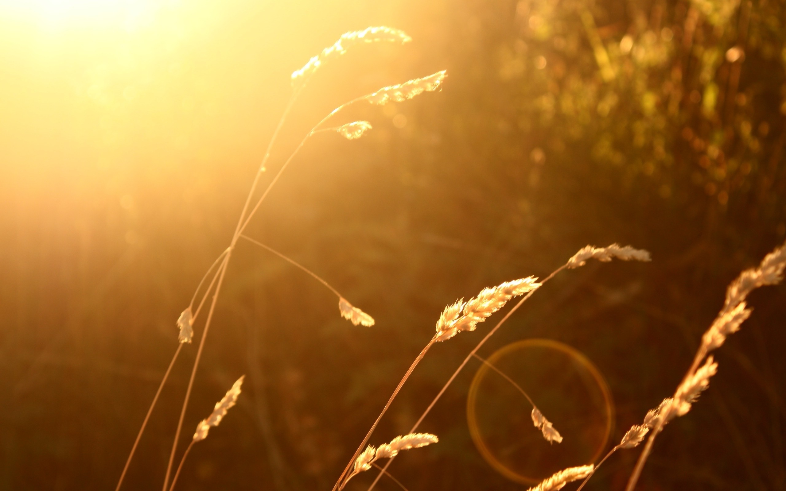 wheat, Sunlight, Blurred, Nature, Lens Flare Wallpaper