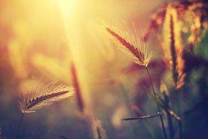 wheat, Nature, Sunlight, Bokeh, Blurred
