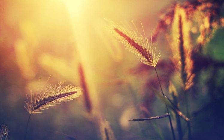 wheat, Nature, Sunlight, Bokeh, Blurred HD Wallpaper Desktop Background