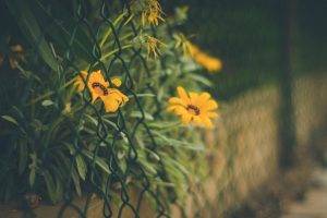 flowers, Fence, Walls, Blurred, Bokeh, Nature, Depth Of Field