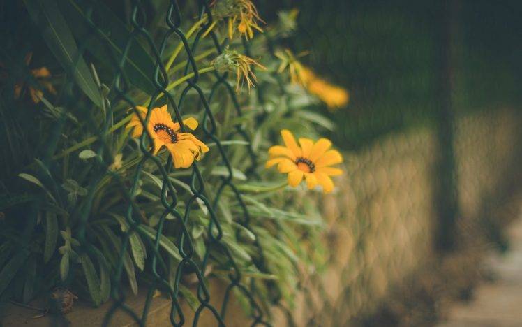 flowers, Fence, Walls, Blurred, Bokeh, Nature, Depth Of Field HD Wallpaper Desktop Background