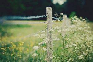 nature, Blurred, Depth Of Field, White Flowers, Yellow Flowers, Wood, Fence