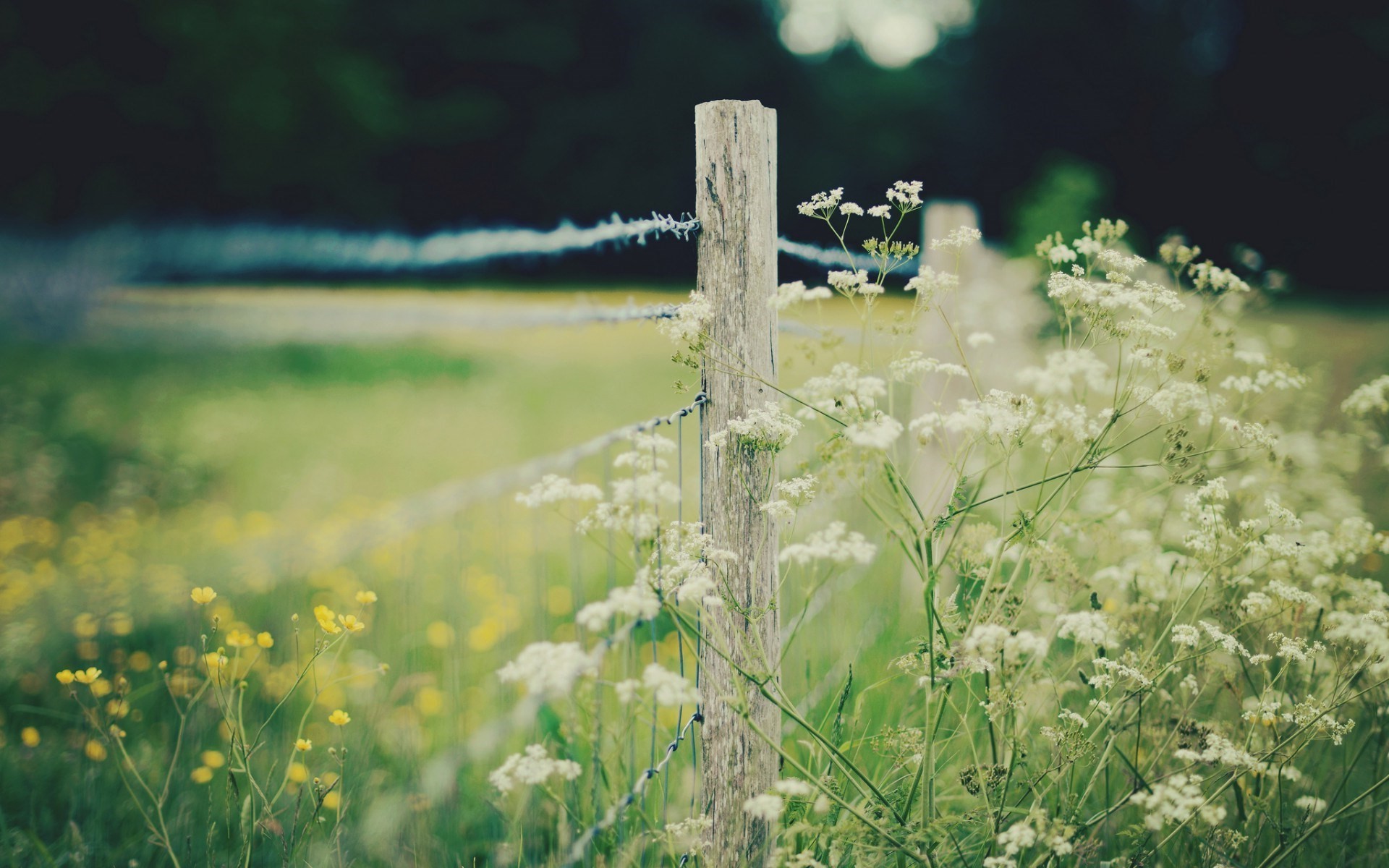 nature, Blurred, Depth Of Field, White Flowers, Yellow Flowers, Wood, Fence Wallpaper