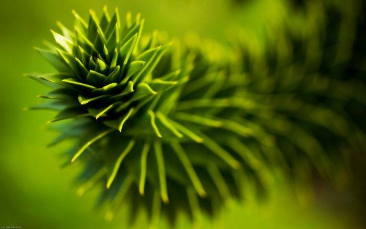 green, Blurred, Photography, Depth Of Field, Natural Lighting, Nature, Plants, Succulents HD Wallpaper Desktop Background