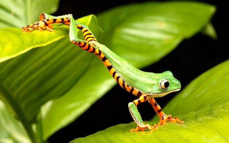 frog, Depth Of Field, Wildlife, Blurred, Nature, Eyes, Orange, Amphibian HD Wallpaper Desktop Background