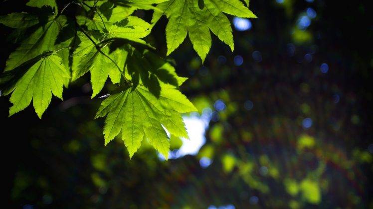 nature, Leaves, Forest HD Wallpaper Desktop Background