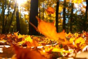 nature, Forest, Leaves, Fall, Trees