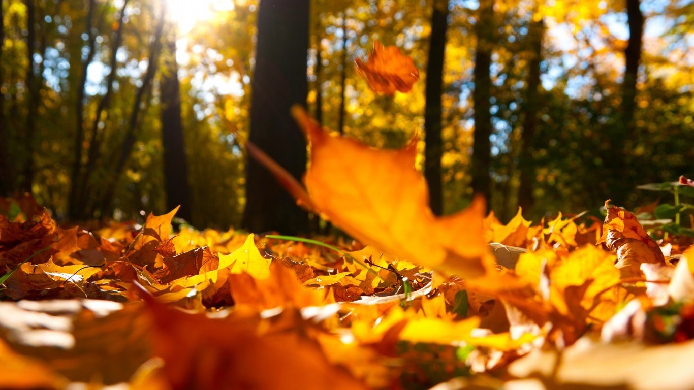 nature, Forest, Leaves, Fall, Trees Wallpaper