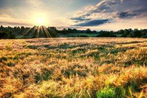 nature, Field, Sunset, Grass