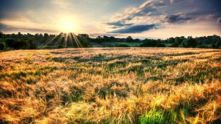 nature, Field, Sunset, Grass HD Wallpaper Desktop Background