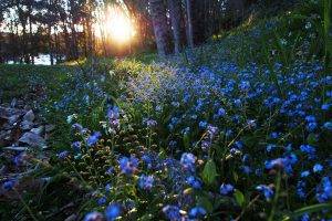 nature, Sunlight, Flowers, Blue Flowers, Forget me nots