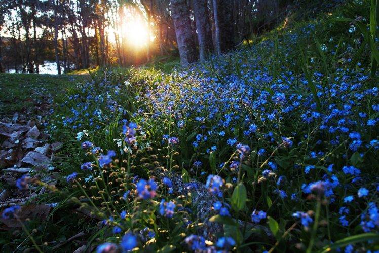 nature, Sunlight, Flowers, Blue Flowers, Forget me nots HD Wallpaper Desktop Background
