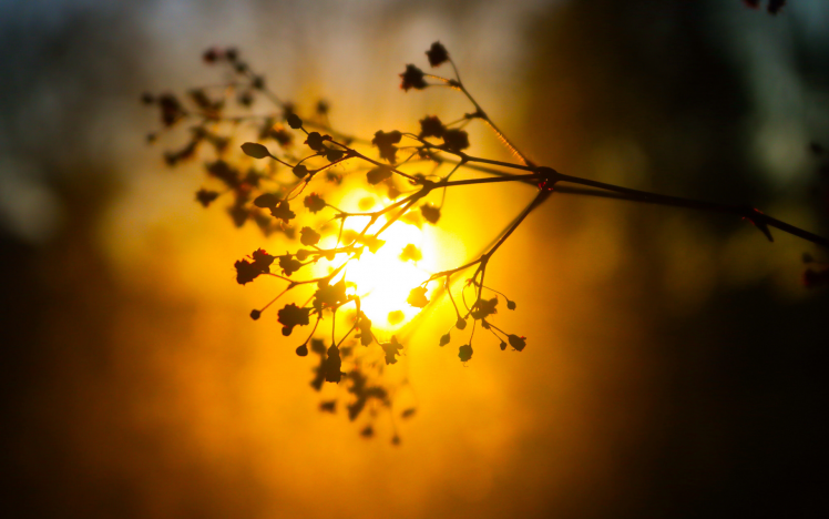 nature, Depth Of Field, Silhouette, Plants, Sunlight, Bokeh, Sunset, Blurred,  Twigs, Glowing Wallpapers HD / Desktop and Mobile Backgrounds