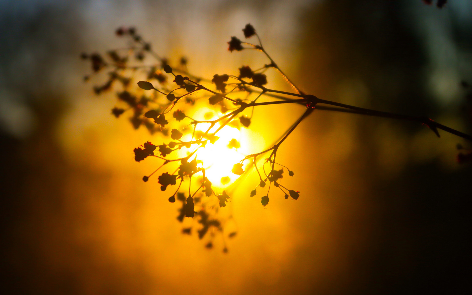 nature, Depth Of Field, Silhouette, Plants, Sunlight, Bokeh, Sunset