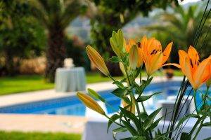 swimming Pool, Flowers, Lilies, Orange