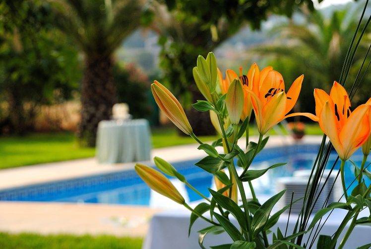 swimming Pool, Flowers, Lilies, Orange HD Wallpaper Desktop Background