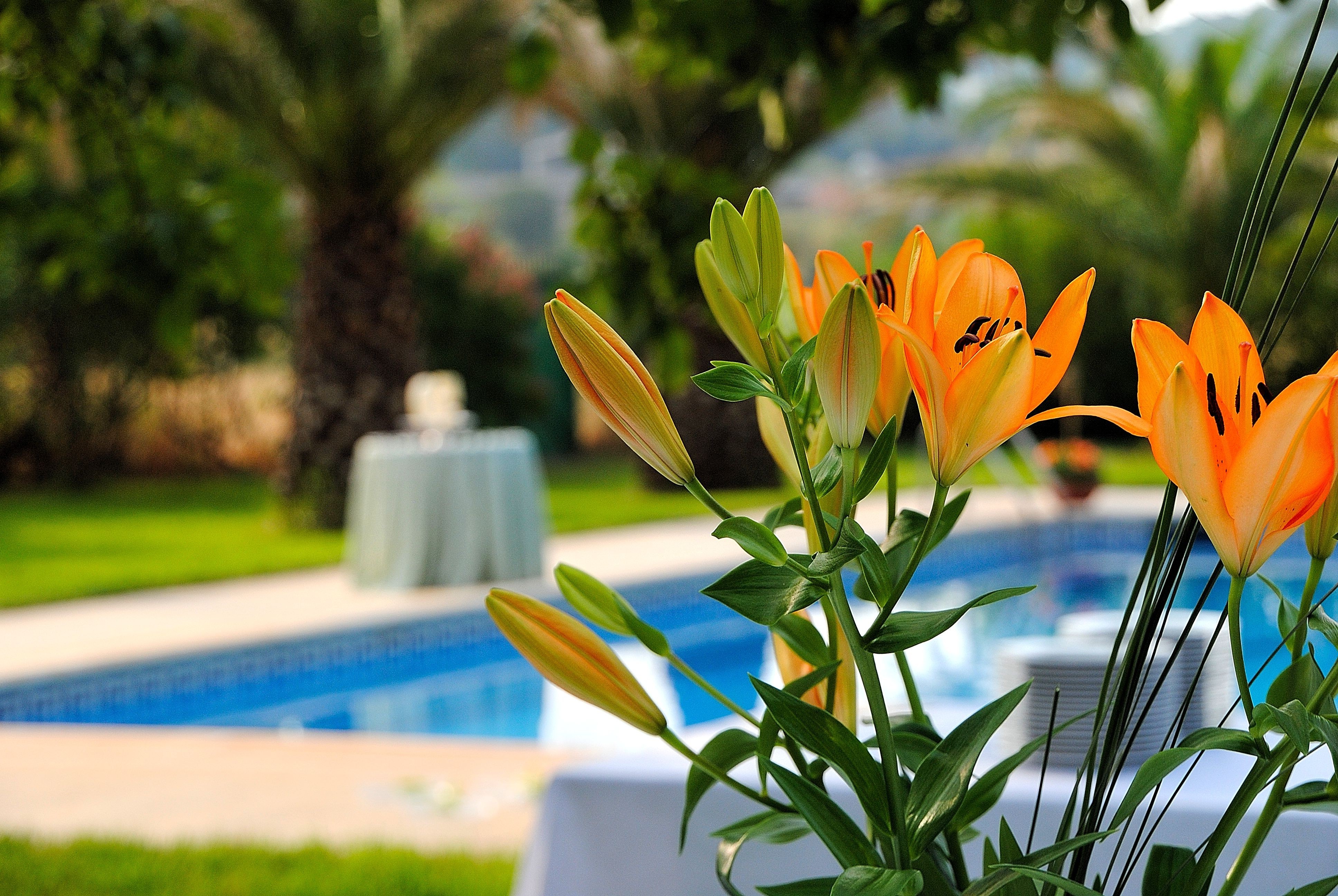 swimming Pool, Flowers, Lilies, Orange Wallpaper