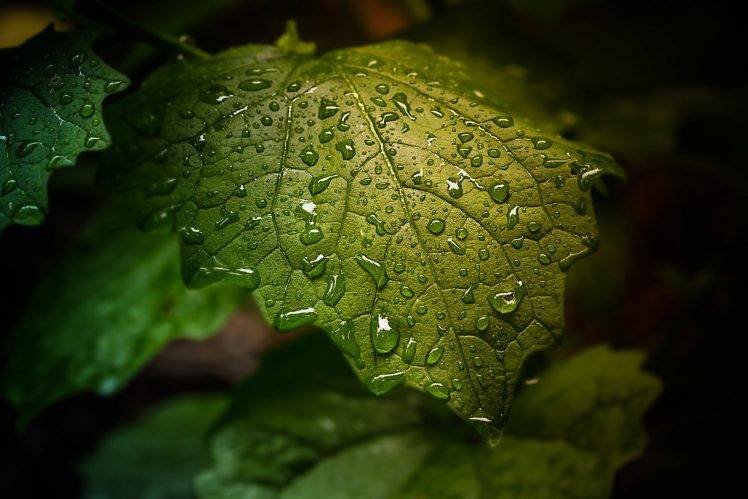 sheet, Water, Dew, Green, Nature, Leaves, Plants HD Wallpaper Desktop Background