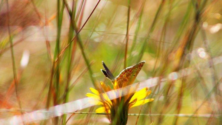 flowers, Depth Of Field, Butterfly, Bokeh, Nature HD Wallpaper Desktop Background
