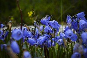 flowers, Blue Flowers