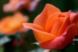 flowers, Rose, Orange Flowers