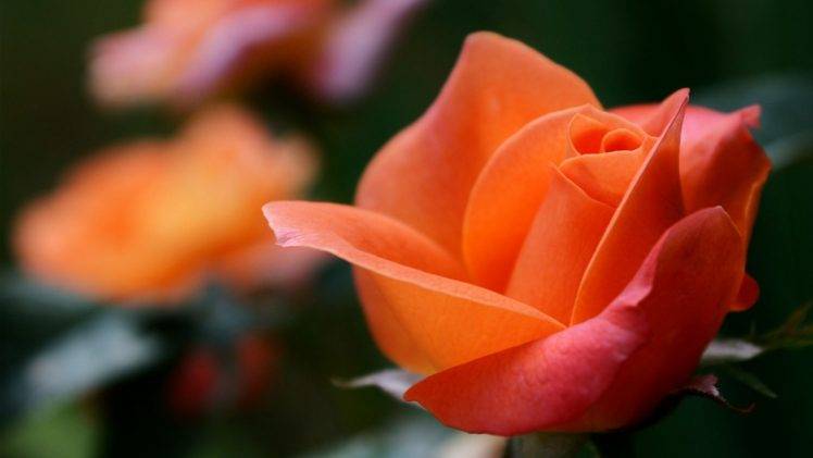 flowers, Rose, Orange Flowers HD Wallpaper Desktop Background